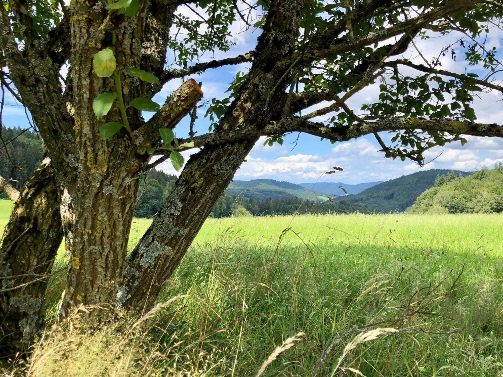 Ferien Im Schwarzwald Freiamt 호텔 외부 사진